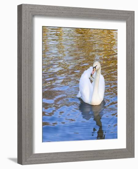 Swan in Keukenhof Gardens-Anna Miller-Framed Photographic Print