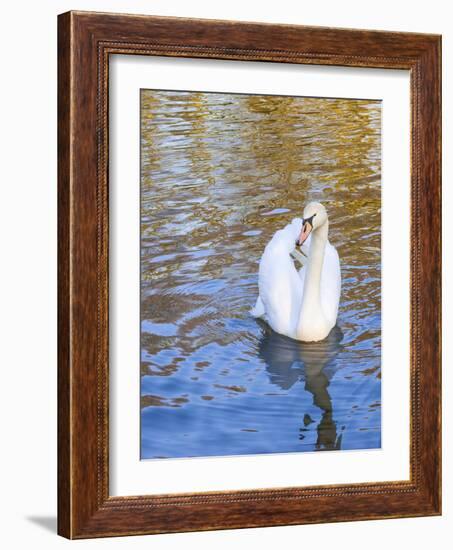 Swan in Keukenhof Gardens-Anna Miller-Framed Photographic Print