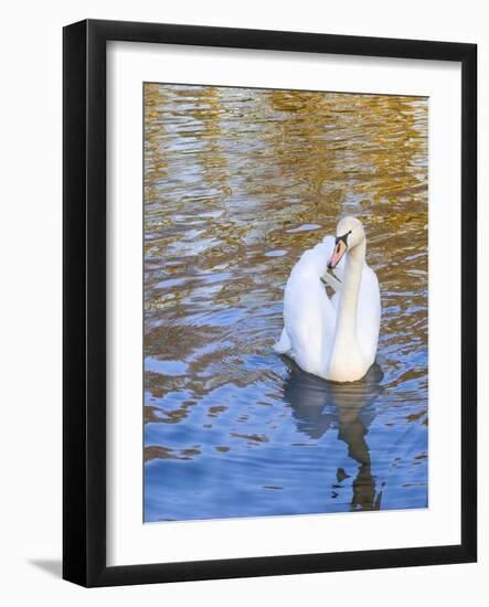 Swan in Keukenhof Gardens-Anna Miller-Framed Photographic Print