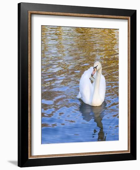 Swan in Keukenhof Gardens-Anna Miller-Framed Photographic Print