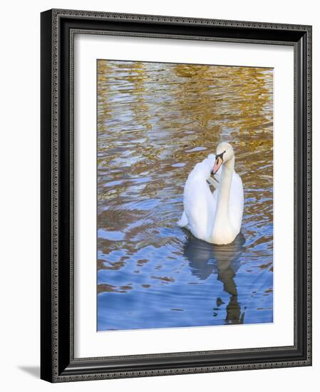 Swan in Keukenhof Gardens-Anna Miller-Framed Photographic Print