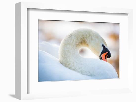 Swan in the Morning Light, United Kingdom, Europe-John Alexander-Framed Photographic Print