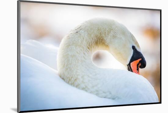 Swan in the Morning Light, United Kingdom, Europe-John Alexander-Mounted Photographic Print