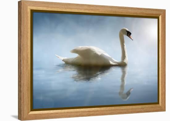 Swan in the Morning Sunlight with Reflections on Calm Water in a Lake-Flynt-Framed Premier Image Canvas