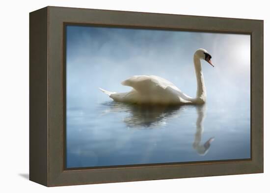 Swan in the Morning Sunlight with Reflections on Calm Water in a Lake-Flynt-Framed Premier Image Canvas