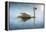 Swan in the Morning Sunlight with Reflections on Calm Water in a Lake-Flynt-Framed Premier Image Canvas
