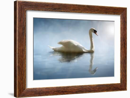 Swan in the Morning Sunlight with Reflections on Calm Water in a Lake-Flynt-Framed Photographic Print