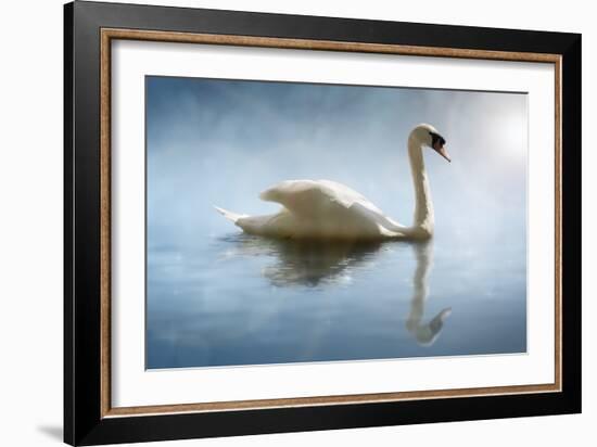 Swan in the Morning Sunlight with Reflections on Calm Water in a Lake-Flynt-Framed Photographic Print