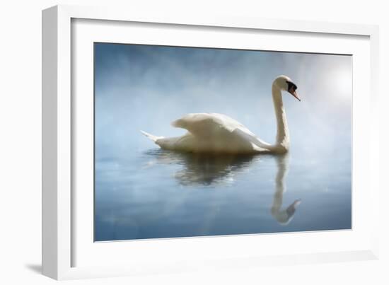 Swan in the Morning Sunlight with Reflections on Calm Water in a Lake-Flynt-Framed Photographic Print