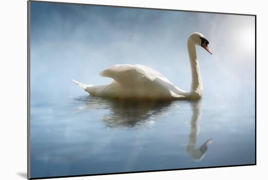 Swan in the Morning Sunlight with Reflections on Calm Water in a Lake-Flynt-Mounted Photographic Print