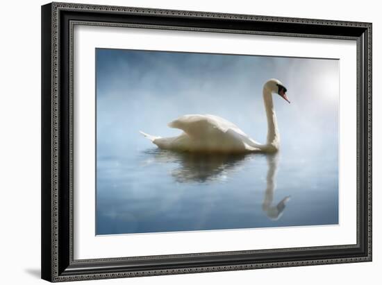 Swan in the Morning Sunlight with Reflections on Calm Water in a Lake-Flynt-Framed Photographic Print