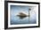 Swan in the Morning Sunlight with Reflections on Calm Water in a Lake-Flynt-Framed Photographic Print