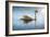 Swan in the Morning Sunlight with Reflections on Calm Water in a Lake-Flynt-Framed Photographic Print