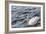 Swan in the Water-Massimiliano Ranauro-Framed Photographic Print