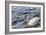 Swan in the Water-Massimiliano Ranauro-Framed Photographic Print