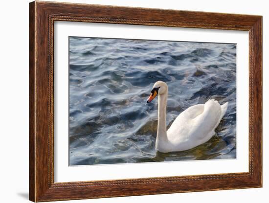 Swan in the Water-Massimiliano Ranauro-Framed Photographic Print