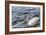 Swan in the Water-Massimiliano Ranauro-Framed Photographic Print