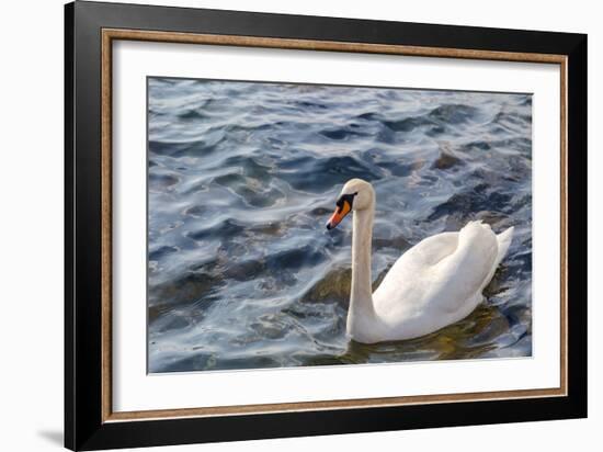 Swan in the Water-Massimiliano Ranauro-Framed Photographic Print