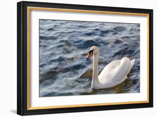 Swan in the Water-Massimiliano Ranauro-Framed Photographic Print