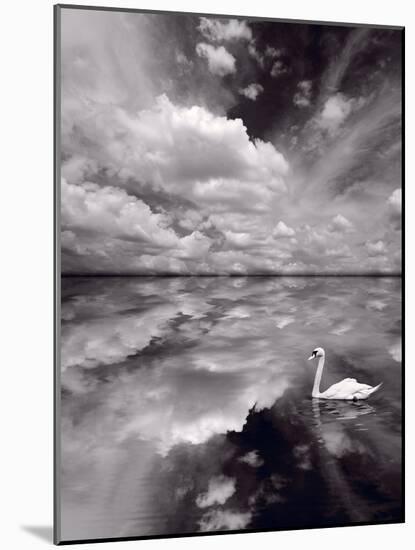 Swan Lake Explorations BW-Steve Gadomski-Mounted Photographic Print