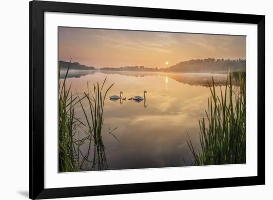 Swan Lake-Steve Docwra-Framed Giclee Print