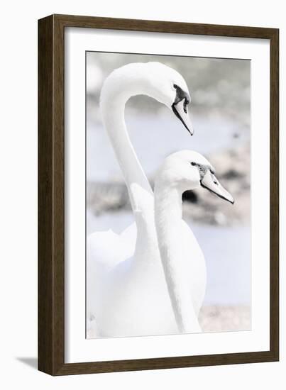 Swan Melody-Wink Gaines-Framed Giclee Print