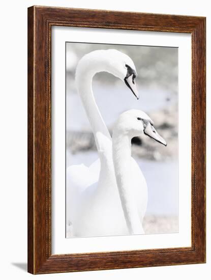 Swan Melody-Wink Gaines-Framed Giclee Print