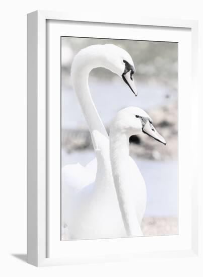 Swan Melody-Wink Gaines-Framed Giclee Print