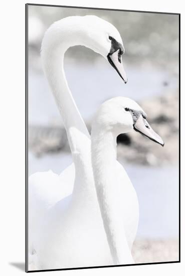 Swan Melody-Wink Gaines-Mounted Giclee Print
