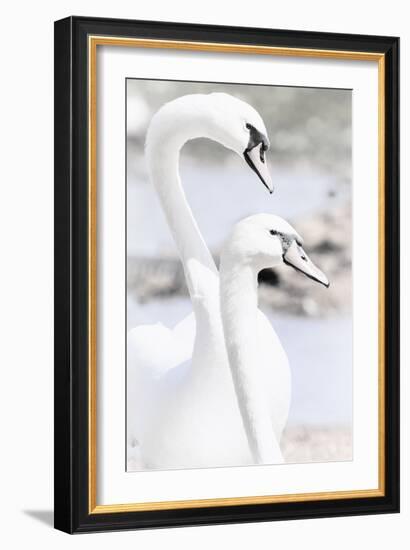 Swan Melody-Wink Gaines-Framed Giclee Print