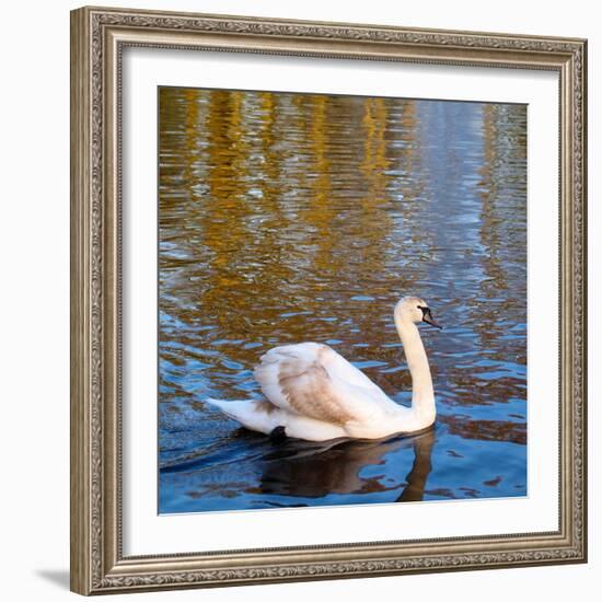 Swan on a Pond, Keukenhof Gardens, Lisse, Holland-Anna Miller-Framed Photographic Print