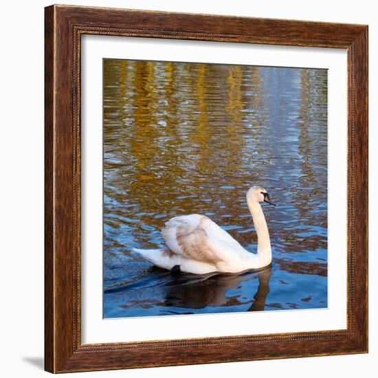 Swan on a Pond, Keukenhof Gardens, Lisse, Holland-Anna Miller-Framed Photographic Print