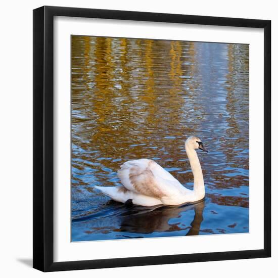 Swan on a Pond, Keukenhof Gardens, Lisse, Holland-Anna Miller-Framed Photographic Print