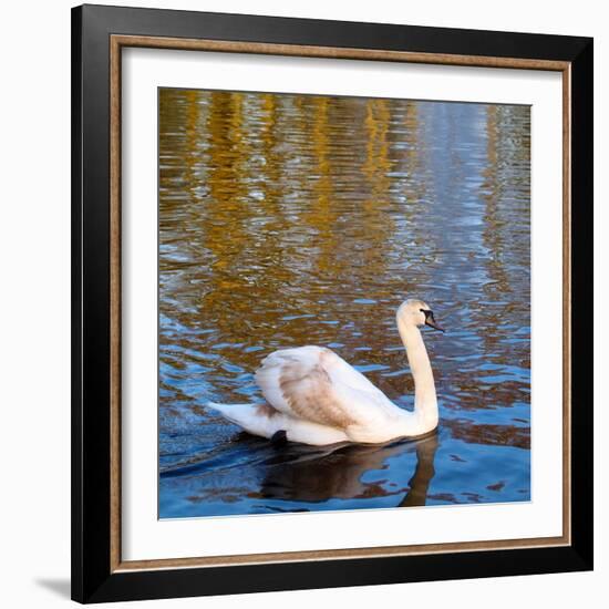 Swan on a Pond, Keukenhof Gardens, Lisse, Holland-Anna Miller-Framed Photographic Print