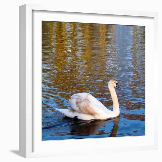 Swan on a Pond, Keukenhof Gardens, Lisse, Holland-Anna Miller-Framed Photographic Print