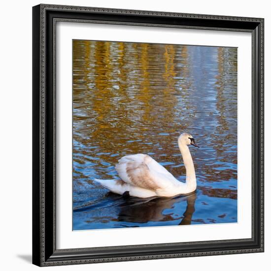 Swan on a Pond, Keukenhof Gardens, Lisse, Holland-Anna Miller-Framed Photographic Print