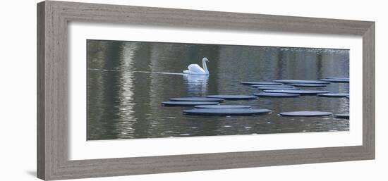 Swan on Keukenhof Garden Lake-Anna Miller-Framed Photographic Print