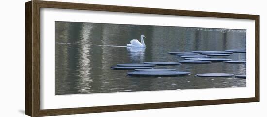 Swan on Keukenhof Garden Lake-Anna Miller-Framed Photographic Print