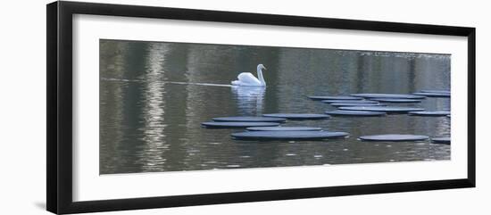 Swan on Keukenhof Garden Lake-Anna Miller-Framed Photographic Print