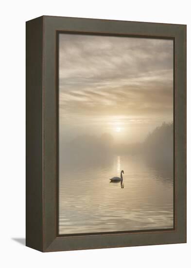 Swan on misty lake at sunrise, Clumber Park, Nottinghamshire, England, United Kingdom, Europe-John Potter-Framed Premier Image Canvas