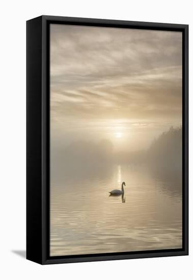 Swan on misty lake at sunrise, Clumber Park, Nottinghamshire, England, United Kingdom, Europe-John Potter-Framed Premier Image Canvas