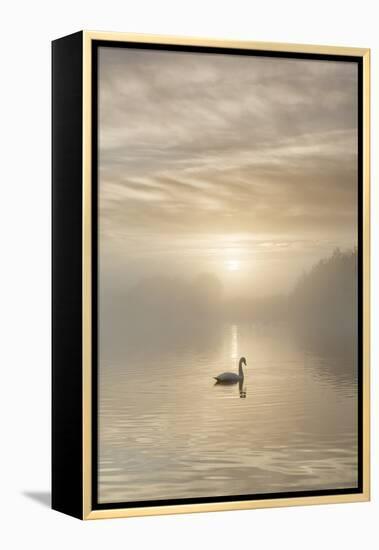 Swan on misty lake at sunrise, Clumber Park, Nottinghamshire, England, United Kingdom, Europe-John Potter-Framed Premier Image Canvas