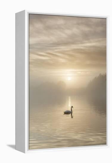 Swan on misty lake at sunrise, Clumber Park, Nottinghamshire, England, United Kingdom, Europe-John Potter-Framed Premier Image Canvas