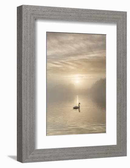 Swan on misty lake at sunrise, Clumber Park, Nottinghamshire, England, United Kingdom, Europe-John Potter-Framed Photographic Print