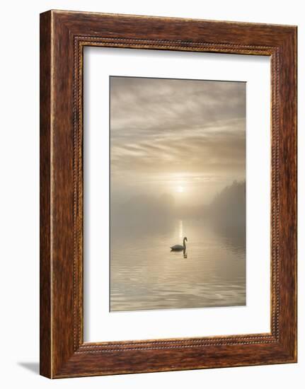 Swan on misty lake at sunrise, Clumber Park, Nottinghamshire, England, United Kingdom, Europe-John Potter-Framed Photographic Print