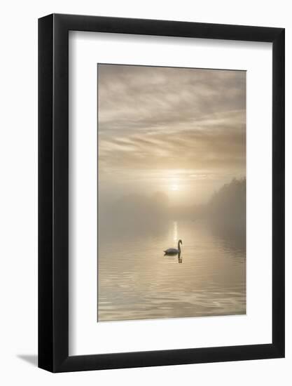 Swan on misty lake at sunrise, Clumber Park, Nottinghamshire, England, United Kingdom, Europe-John Potter-Framed Photographic Print