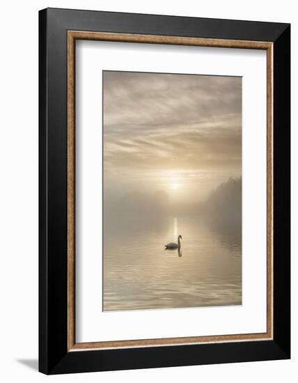 Swan on misty lake at sunrise, Clumber Park, Nottinghamshire, England, United Kingdom, Europe-John Potter-Framed Photographic Print