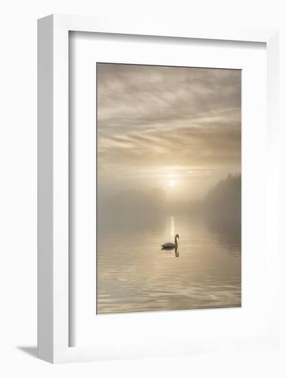 Swan on misty lake at sunrise, Clumber Park, Nottinghamshire, England, United Kingdom, Europe-John Potter-Framed Photographic Print