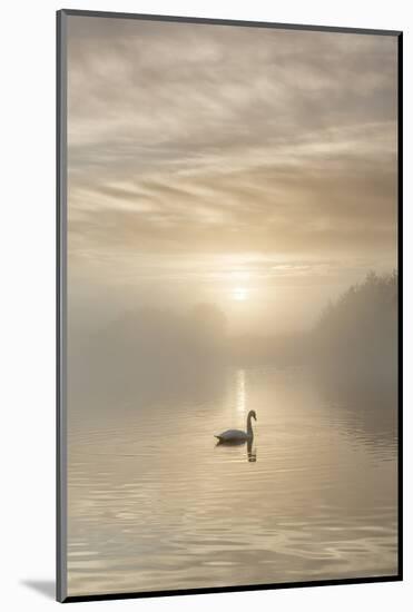Swan on misty lake at sunrise, Clumber Park, Nottinghamshire, England, United Kingdom, Europe-John Potter-Mounted Photographic Print