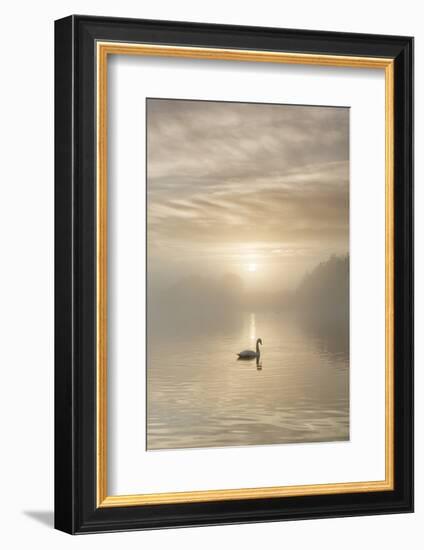 Swan on misty lake at sunrise, Clumber Park, Nottinghamshire, England, United Kingdom, Europe-John Potter-Framed Photographic Print